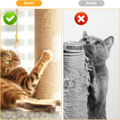 Pourquoi les chats grattent la litière : tout comprendre