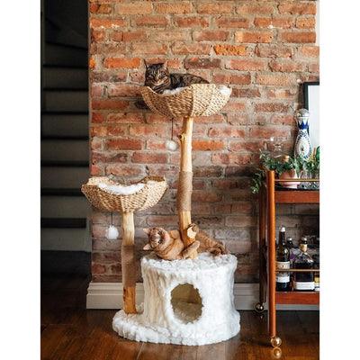 Arbre à chat pour chats âgés : guide des meilleurs arbres à chat senior