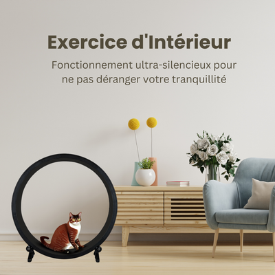 Races de chats adaptées à la vie en appartement : guide complet