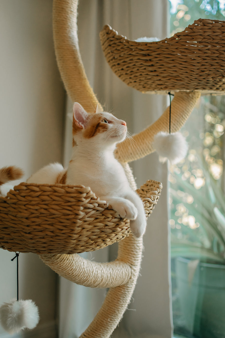 Collection Maine Coon