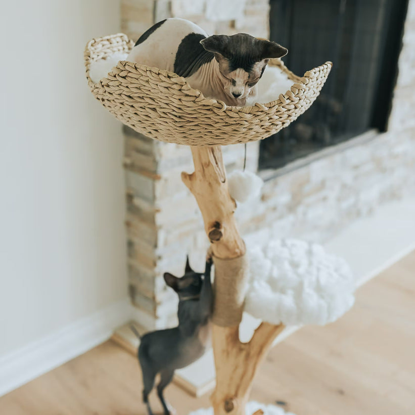 Arbre à Chat en Bois Véritable Naturel – Petit & Design | FéliNature