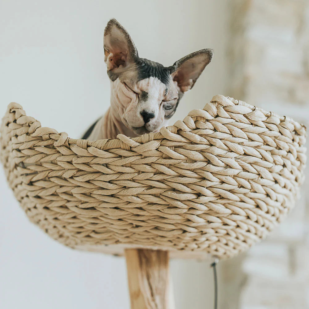 Arbre à Chat en Bois Véritable Naturel – Petit & Design | FéliNature