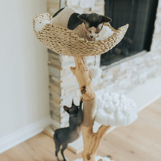 Arbre à Chat Design en Bois Massif | Naturel & Robuste