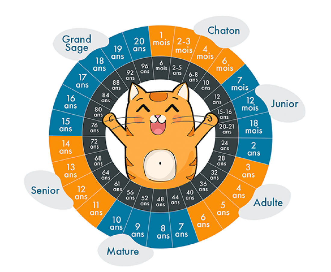 Calculer l'âge du chat en âge humain : tableau et formule