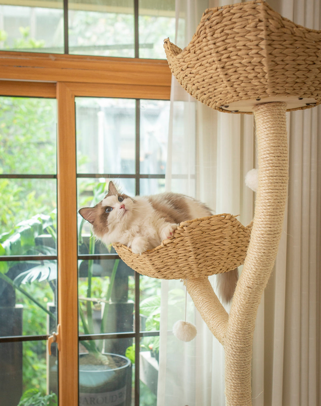 Chat n'utilise pas son arbre : 7 raisons et solutions