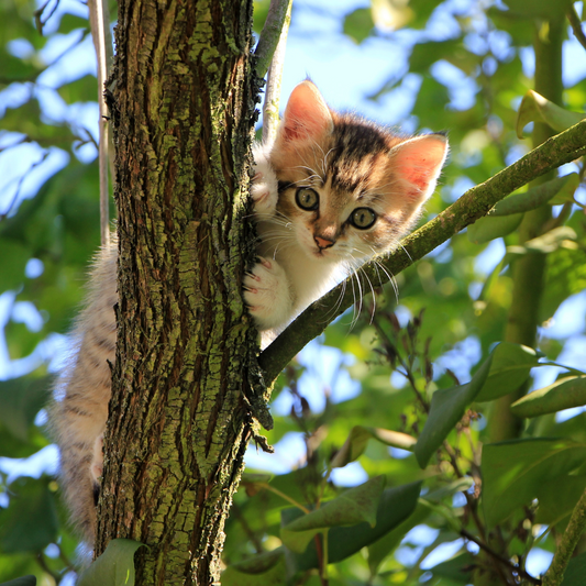 Que Faire Quand un Chat est Coincé dans un Arbre ?