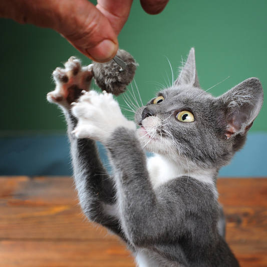 1Ère nuit chaton miaule : calmer votre chaton à la maison