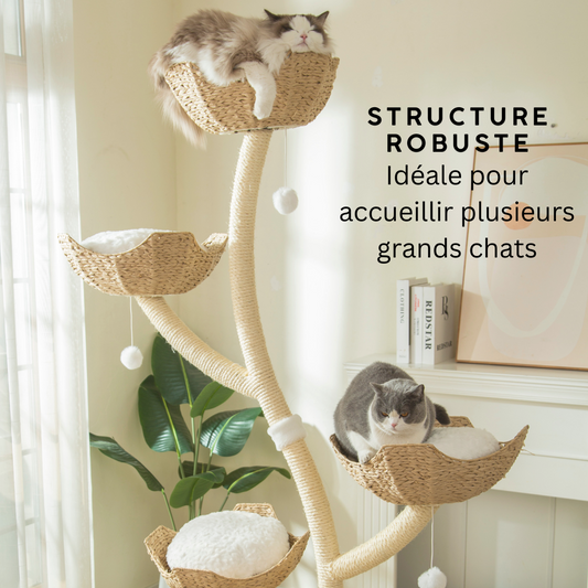 Arbre à chat XXL pour gros chat : guide taille et griffoir pour Maine Coon