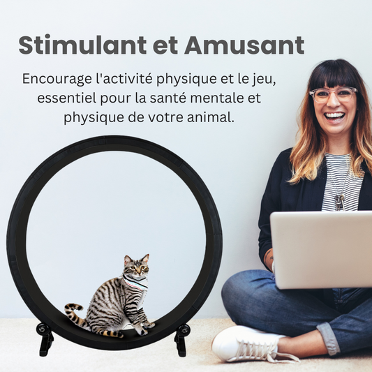 Comment occuper son chat d'appartement : jeux et astuces