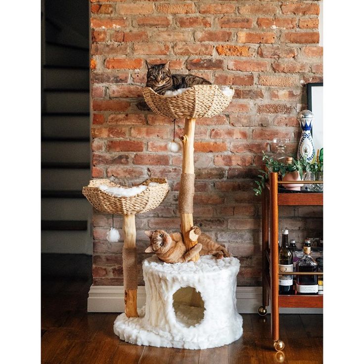 Arbre à chat pour chats âgés : guide des meilleurs arbres à chat senior