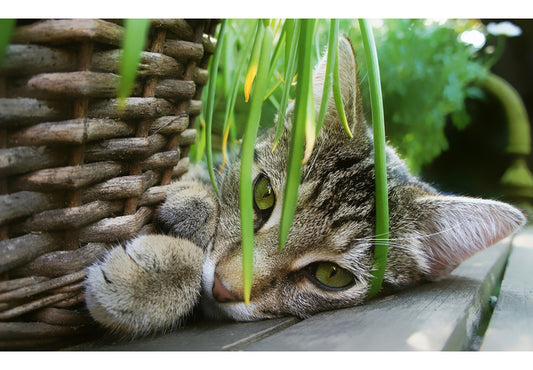 L'Arum Toxique pour les Chats : Protégez votre Félin avec FeliNature