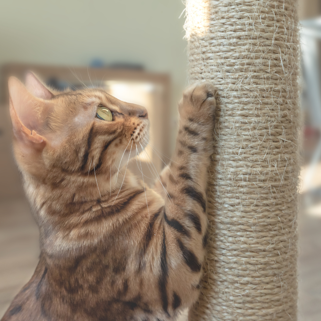 Taille appartement chat : surface idéale selon vos besoins
