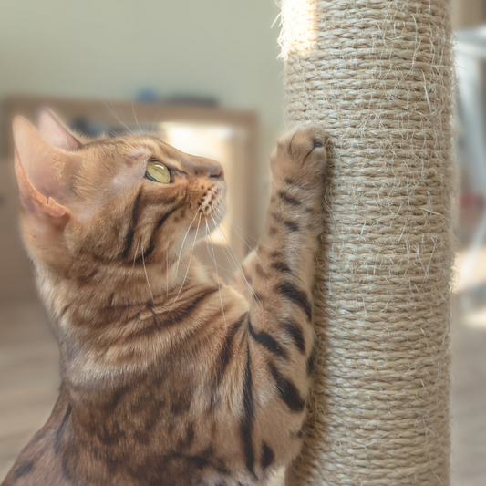 Taille appartement chat : surface idéale selon vos besoins