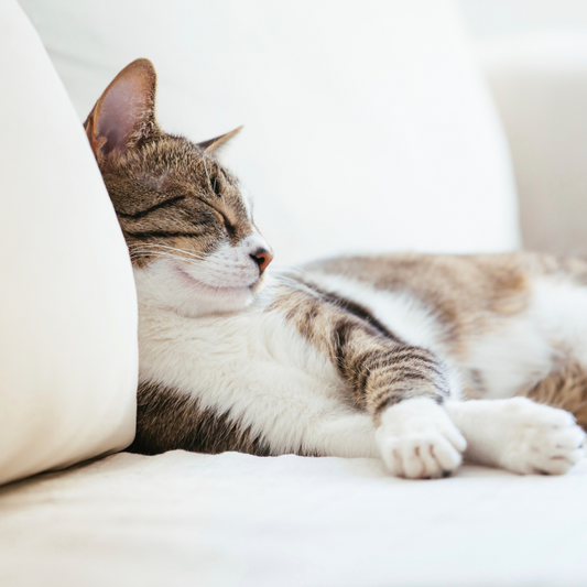 Noms Amusants et Originaux pour votre Chatte