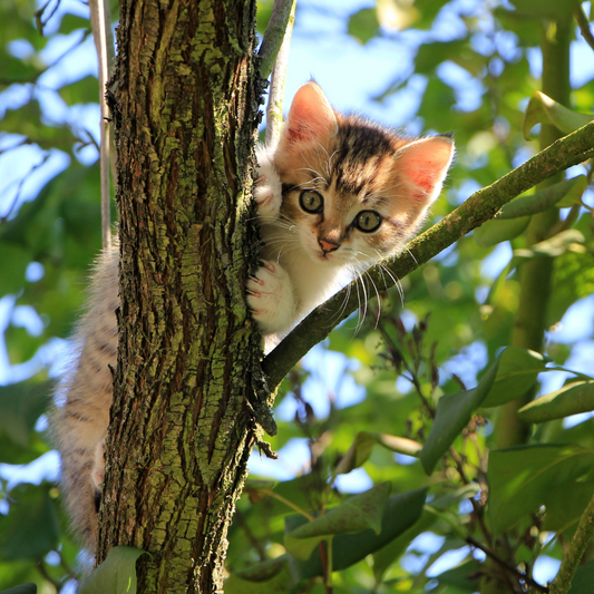 Chat Coincé dans un Arbre : Guide Complet du Sauvetage