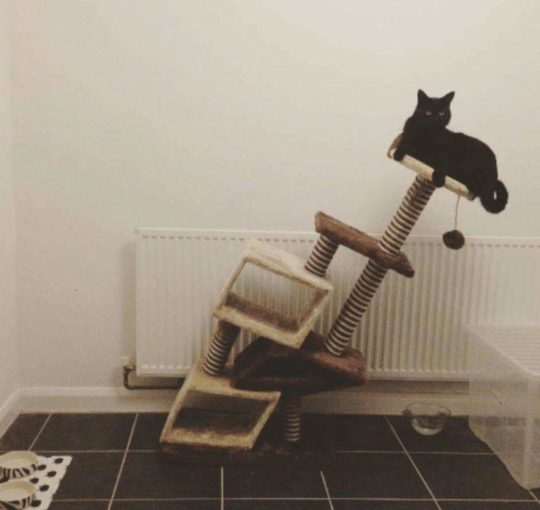 Arbre à chat en bois pour extérieur : guide et comparatif