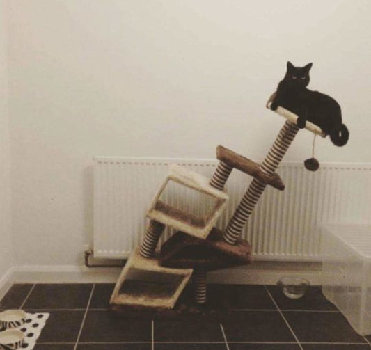 Arbre à chat en bois pour extérieur : guide et comparatif