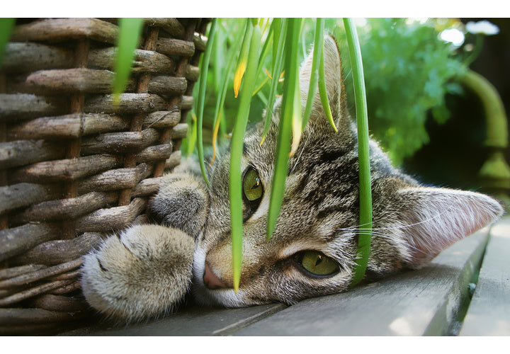 Arum toxique pour chat : dangers, symptômes et prévention