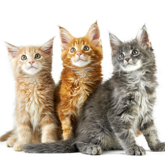 Arbre à chat XXL pour Maine Coon : structure solide et stable