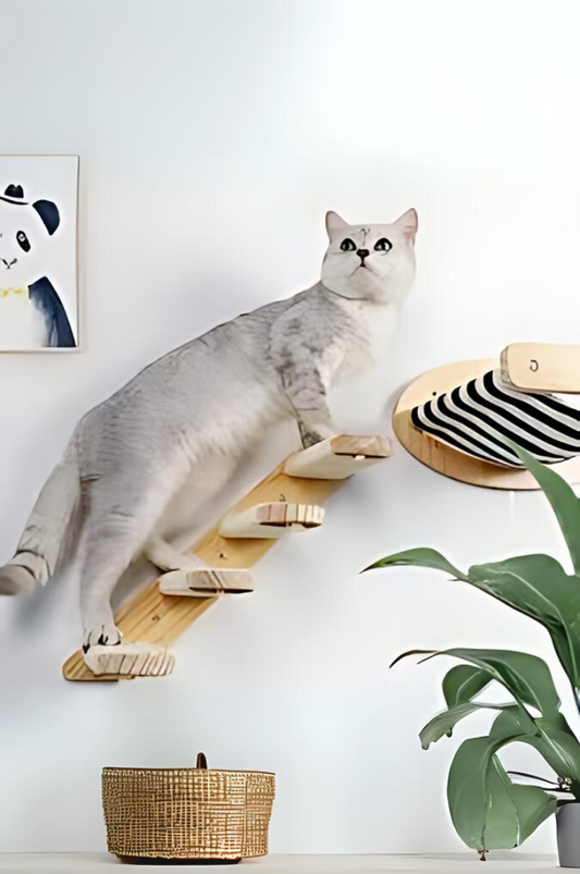 Chat besoin de hauteur : pourquoi les chats aiment-ils grimper ?