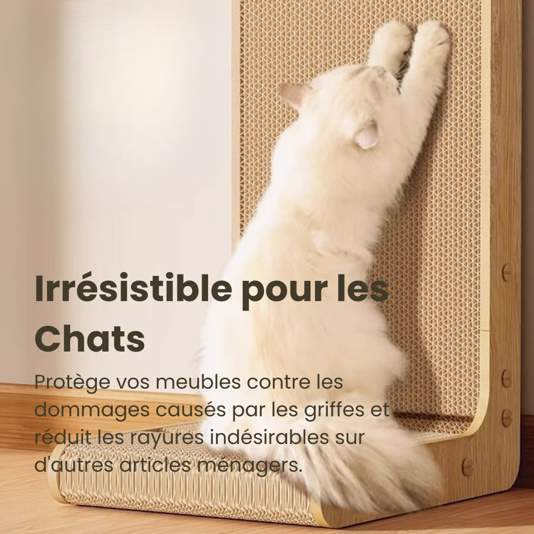 Comprendre le langage corporel de son chat facilement