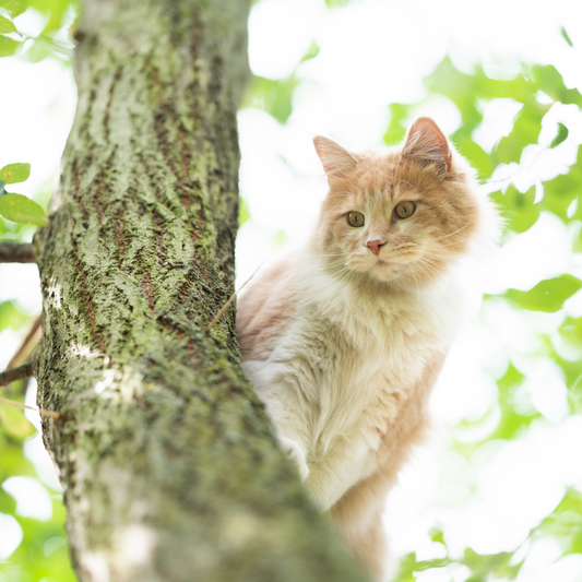 Chat Coincé dans un Arbre : Qui Appeler et Comment Intervenir ?