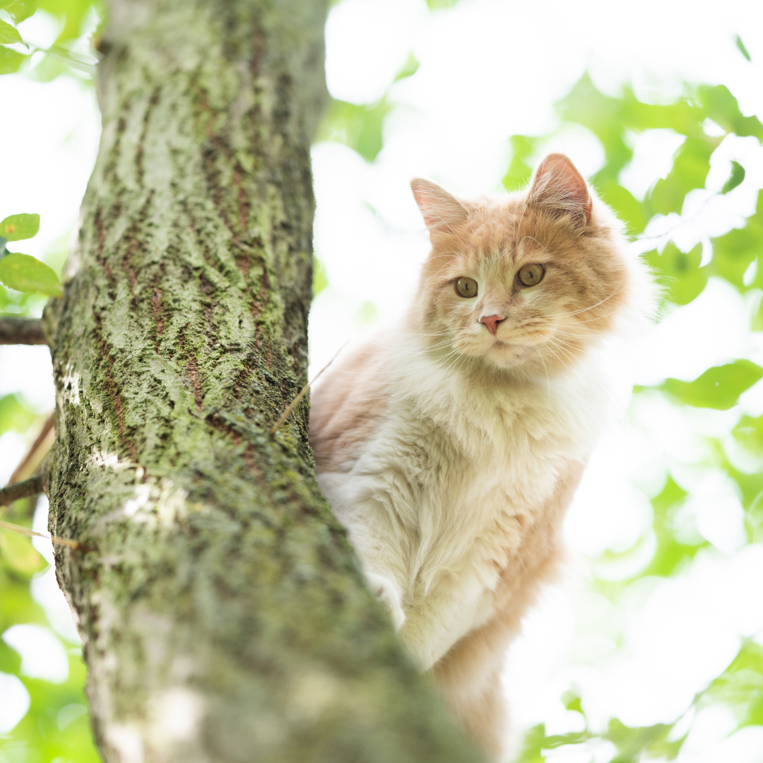 Chat orange perché dans un arbre, vu côte arbre avec feuillage lumineux en arrière-plan.