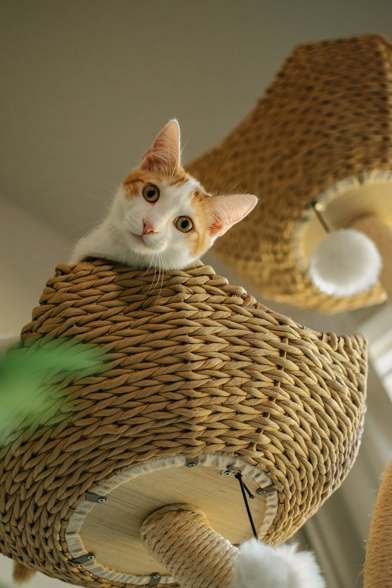 Détail sisal naturel et panier tressé — FéliNature