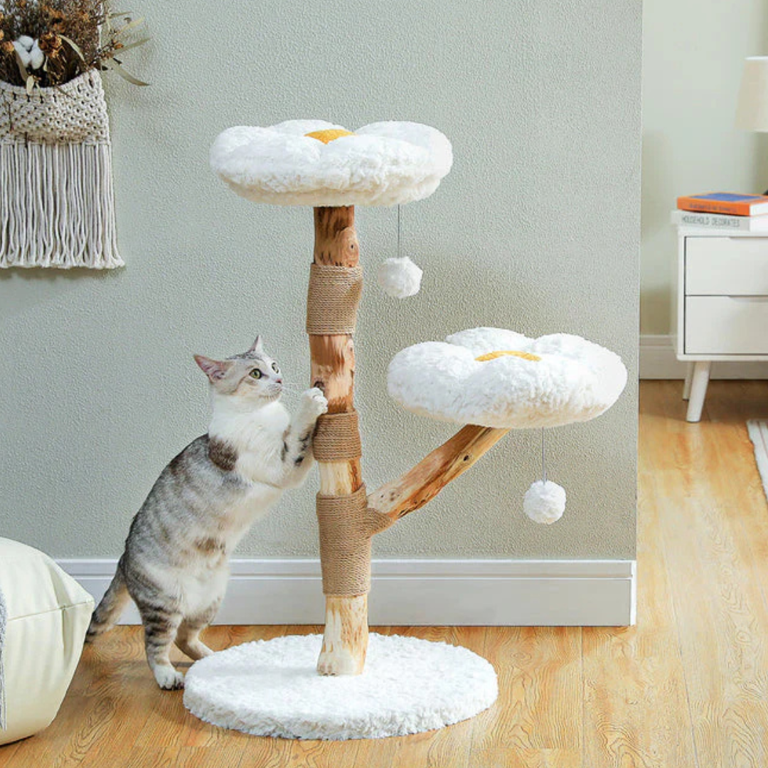 Un chat gris et blanc gratte l'arbre à chat en bois naturel "Numa" de FéliNature, qui comporte deux plates-formes de fleurs blanches avec des pompons suspendus, assis avec style sur un plancher en bois dans une pièce décorée simplement.