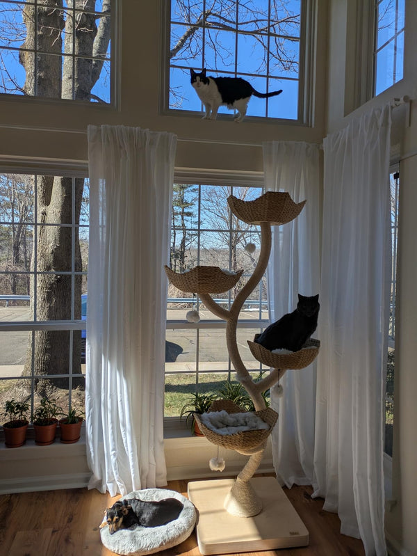 Sophie L. · Mars 2023 — avis client FéliNature
