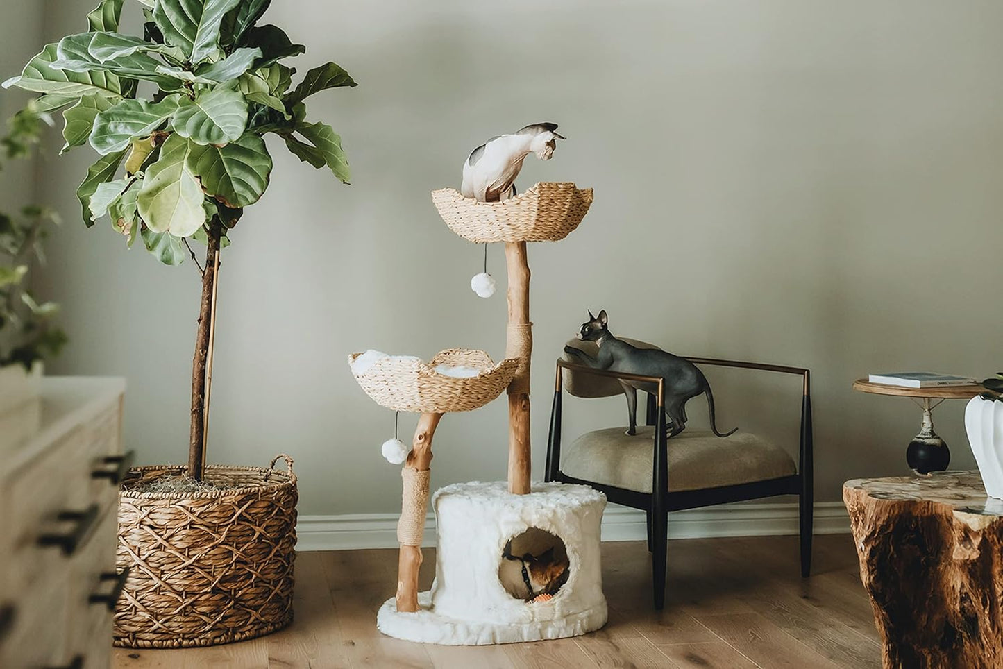 Arbre à Chat Moderne de Luxe pour Chats - Véritable Branche en Bois Naturel, Design Élégant