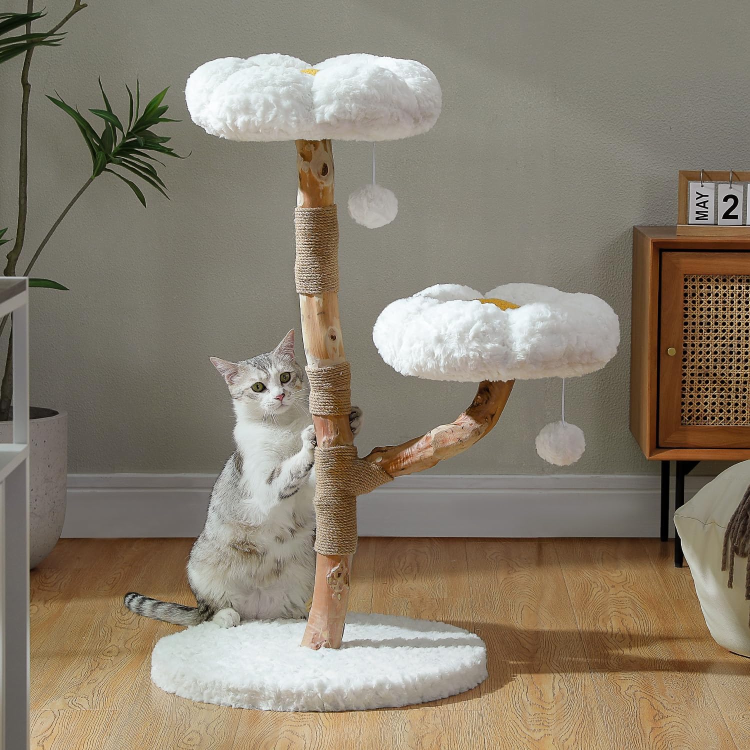 Un chat gris et blanc est assis à côté de l'Arbre à Chat en Bois Naturel Numa de FéliNature, avec deux plateformes blanches duveteuses et des pompons, posé sur un sol en bois parmi des meubles pour chats chics, des plantes luxuriantes et un décor moderne.