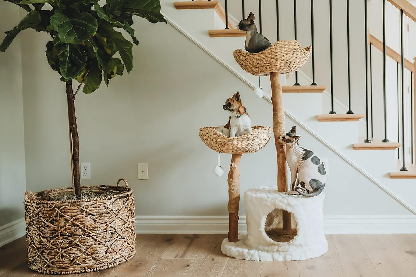 Arbre à Chat Moderne de Luxe pour Chats - Véritable Branche en Bois Naturel, Design Élégant