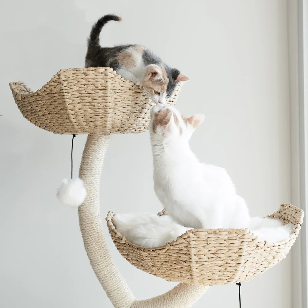 Arbre à Chat fleuri | Fortis - FéliNature