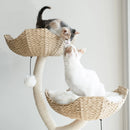 Arbre à Chat fleuri | Fortis - FéliNature