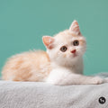 Chaton · Senior