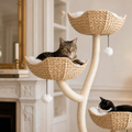 Arbre à Chat fleuri | Éclipse