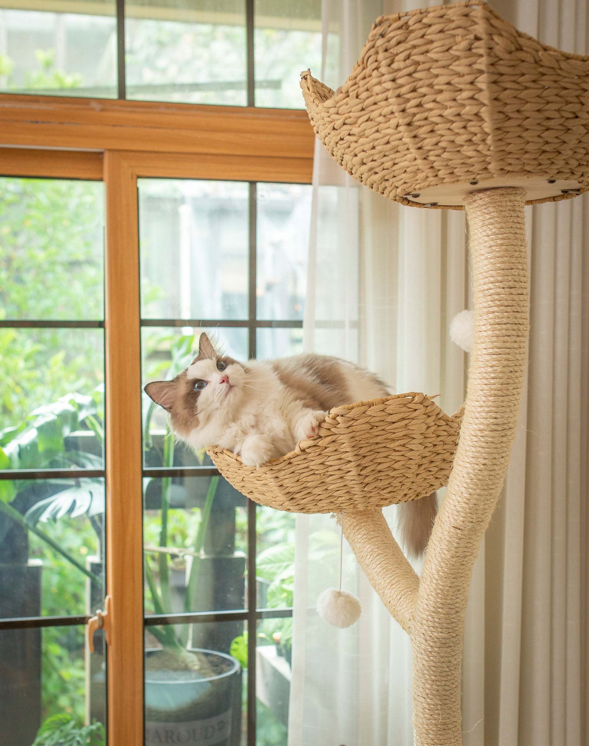 Un chat duveteux blanc et gris se prélasse dans un panier tressé sur l'Arbre à Chat FéliNature Design | 4 Niveaux 183 cm | Eclipse près d'une fenêtre à cadre en bois, avec des plantes vertes et la lumière du soleil en arrière-plan.