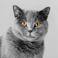 Européen · Chartreux