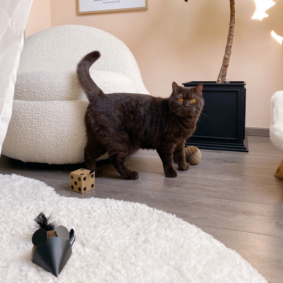 Coffret cadeau de jouets pour chat
