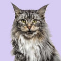 Maine Coon