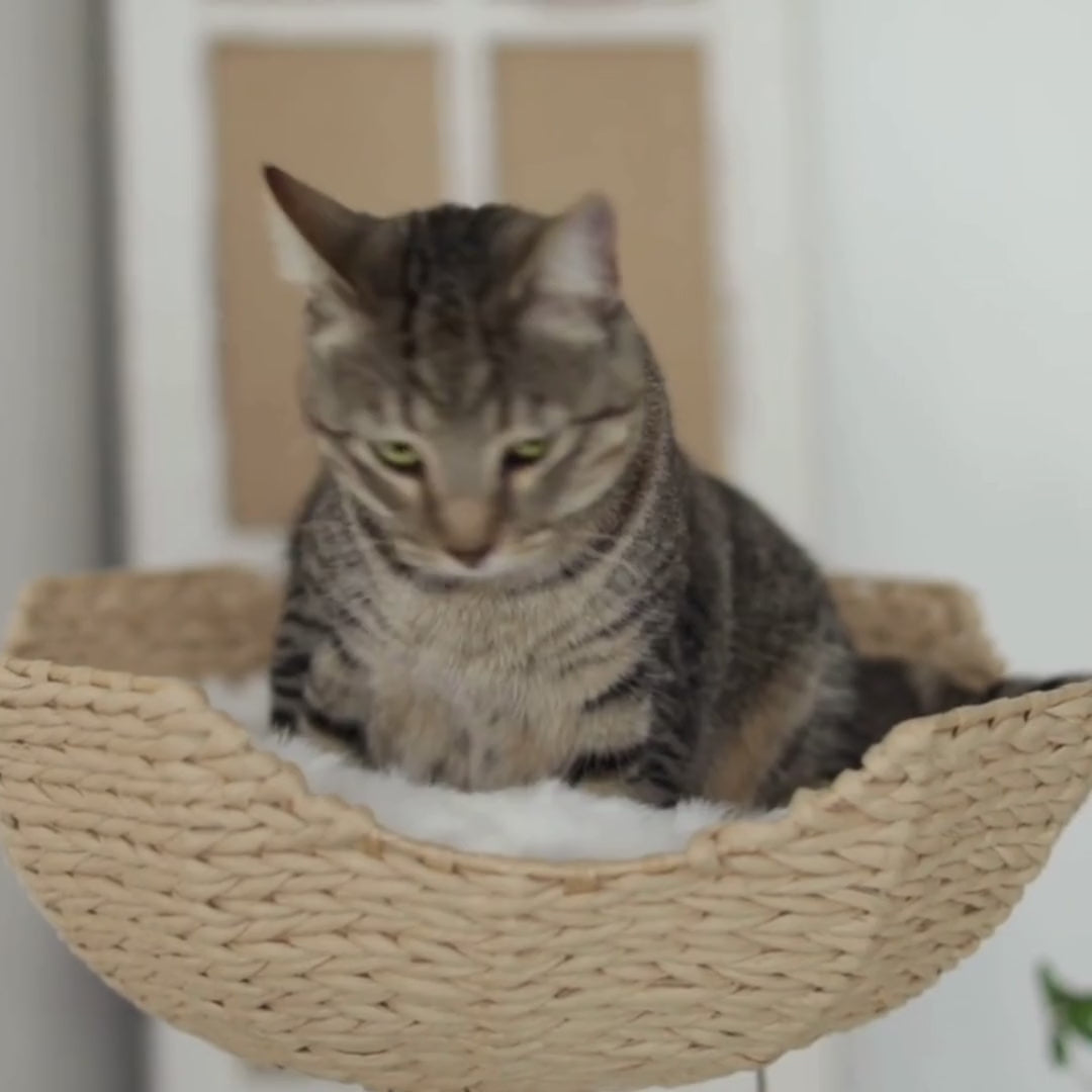 Arbre à Chat en Bois Véritable Naturel | Petit & Design | Sylva | FéliNature.