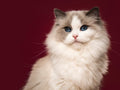 Ragdoll · Norvégien